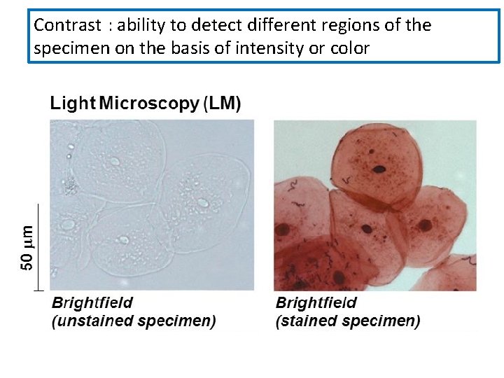 Contrast : ability to detect different regions of the specimen on the basis of Contrast : ability to detect different regions of the specimen on the basis of