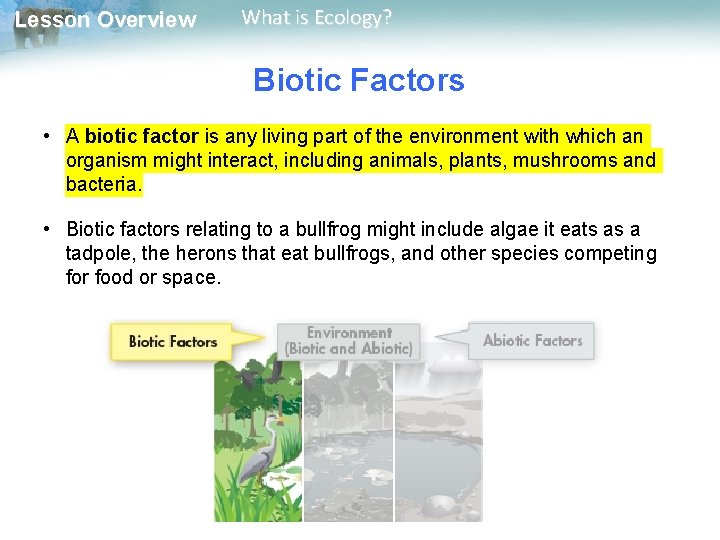 Lesson Overview What is Ecology? Biotic Factors • A biotic factor is any living