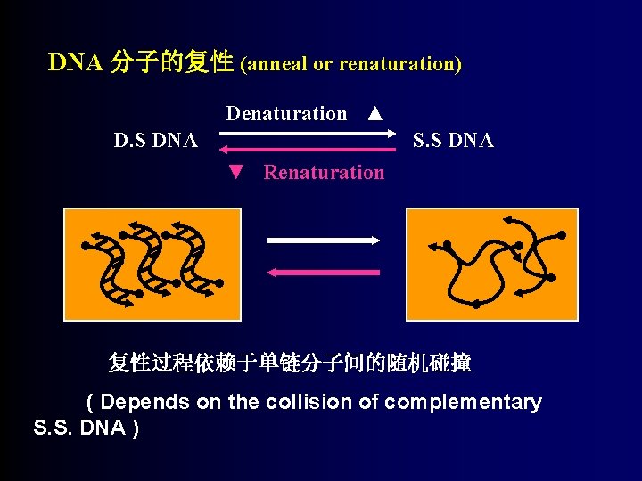 DNA 分子的复性 (anneal or renaturation) Denaturation ▲ D. S DNA S. S DNA ▼