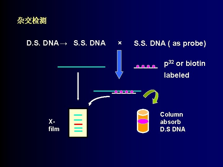 杂交检测 D. S. DNA → S. S. DNA × S. S. DNA ( as