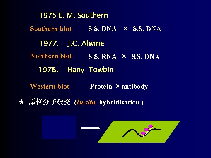 1975 E. M. Southern blot S. S. DNA × S. S. DNA 1977. J.