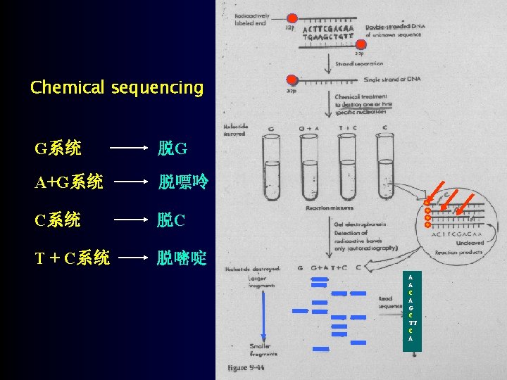 Chemical sequencing G系统 脱G A+G系统 脱嘌呤 C系统 脱C T + C系统 脱嘧啶 A A