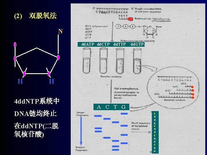 (2) 双脱氧法 N dd. ATP dd. CTP dd. TTP H dd. GTP H 4