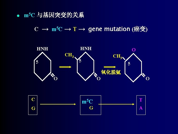 ● m 5 C 与基因突变的关系 C → m 5 C → T → gene