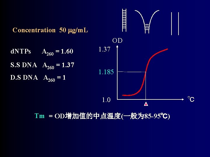 Concentration 50 g/m. L OD d. NTPs A 260 = 1. 60 S. S