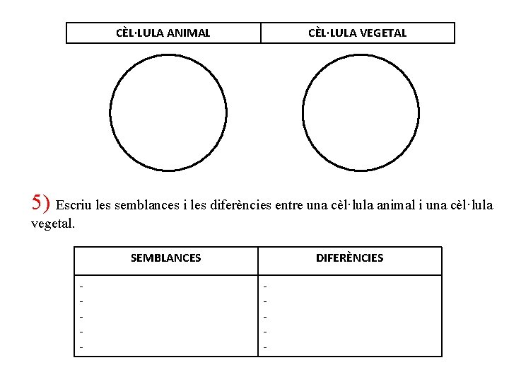 CÈL·LULA ANIMAL CÈL·LULA VEGETAL 5) Escriu les semblances i les diferències entre una cèl·lula