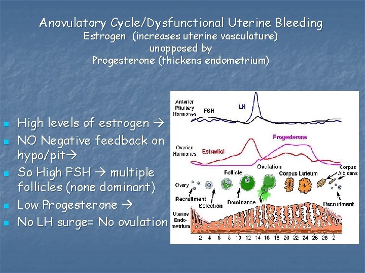 Anovulatory Cycle/Dysfunctional Uterine Bleeding Estrogen (increases uterine vasculature) unopposed by Progesterone (thickens endometrium) n