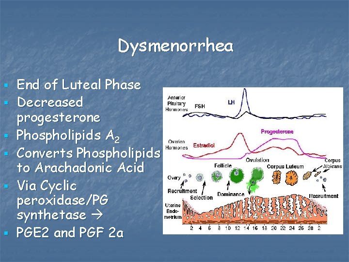 Dysmenorrhea § § § End of Luteal Phase Decreased progesterone Phospholipids A 2 Converts