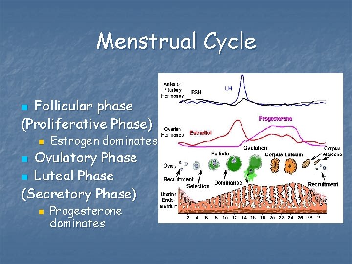 Menstrual Cycle Follicular phase (Proliferative Phase) n n Estrogen dominates Ovulatory Phase n Luteal