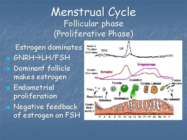 Menstrual Cycle Follicular phase (Proliferative Phase) n n Estrogen dominates GNRH LH/FSH Dominant follicle