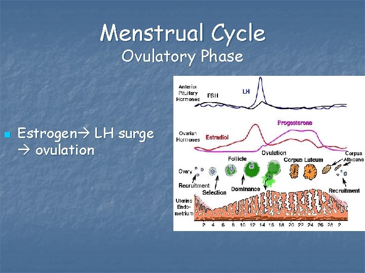 Menstrual Cycle Ovulatory Phase n Estrogen LH surge ovulation 