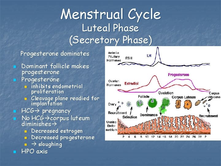 Menstrual Cycle Luteal Phase (Secretory Phase) Progesterone dominates n n Dominant follicle makes progesterone