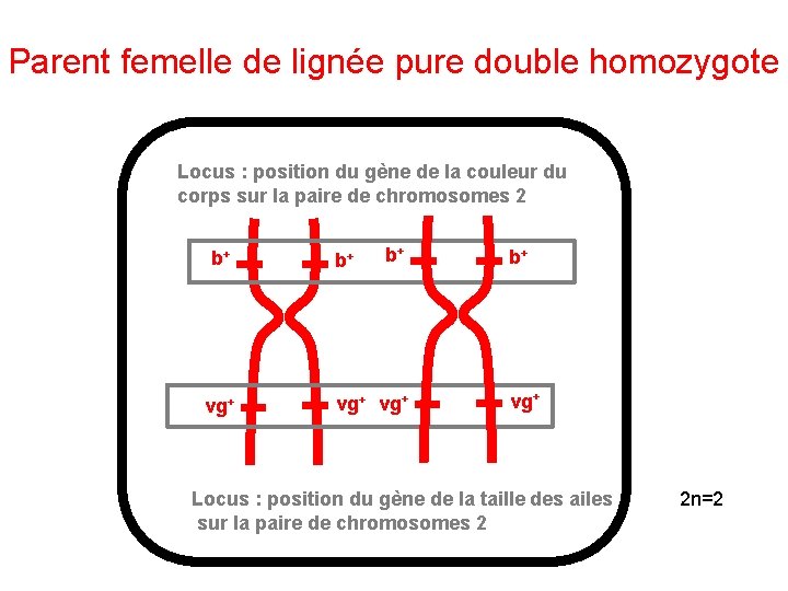 Parent femelle de lignée pure double homozygote Locus : position du gène de la