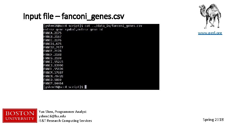 Input file – fanconi_genes. csv www. perl. org Yun Shen, Programmer Analyst yshen 16@bu.