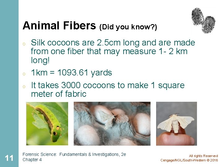 Animal Fibers (Did you know? ) o o o 11 Silk cocoons are 2.