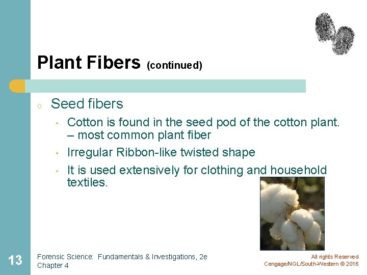 Plant Fibers (continued) o Seed fibers • • • 13 Cotton is found in