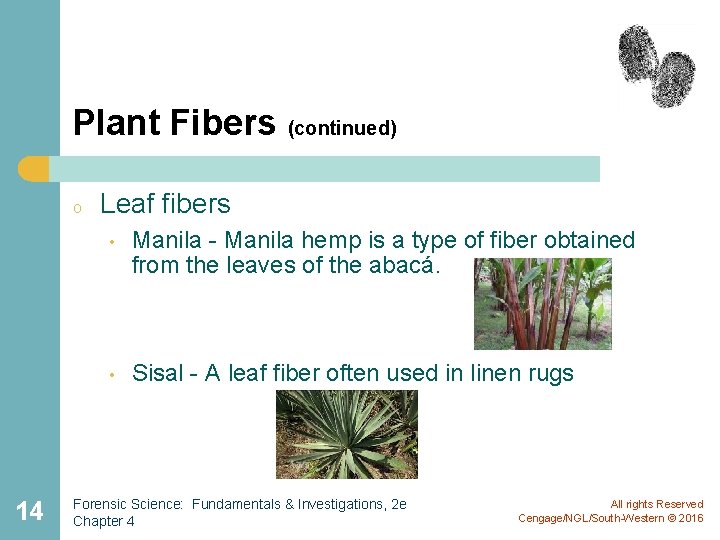Plant Fibers (continued) o 14 Leaf fibers • Manila - Manila hemp is a