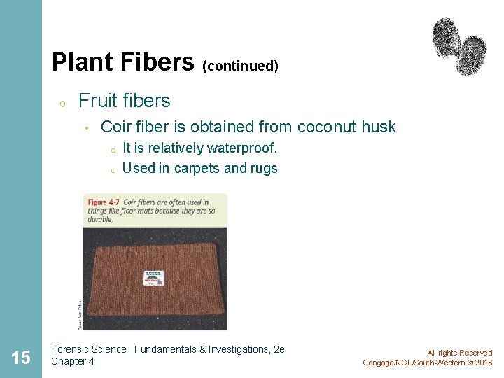 Plant Fibers (continued) o Fruit fibers • Coir fiber is obtained from coconut husk