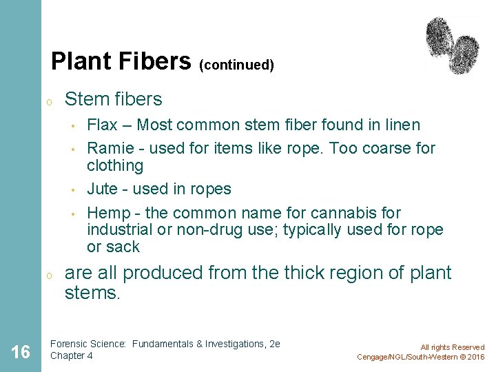 Plant Fibers (continued) o Stem fibers • • o 16 Flax – Most common