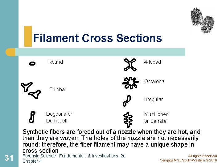 Filament Cross Sections Round 4 -lobed Octalobal Trilobal Irregular Dogbone or Dumbbell 31 Multi-lobed