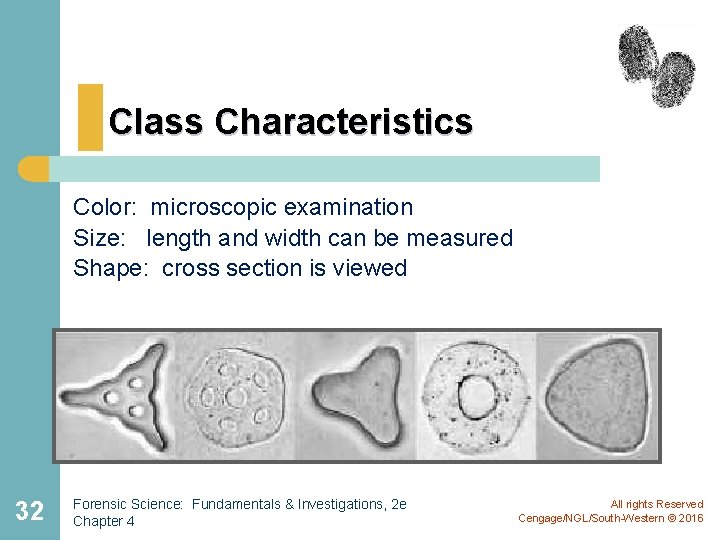 Class Characteristics Color: microscopic examination Size: length and width can be measured Shape: cross