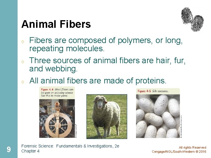 Animal Fibers o o o 9 Fibers are composed of polymers, or long, repeating