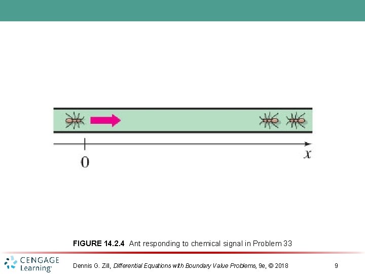 FIGURE 14. 2. 4 Ant responding to chemical signal in Problem 33 Dennis G.