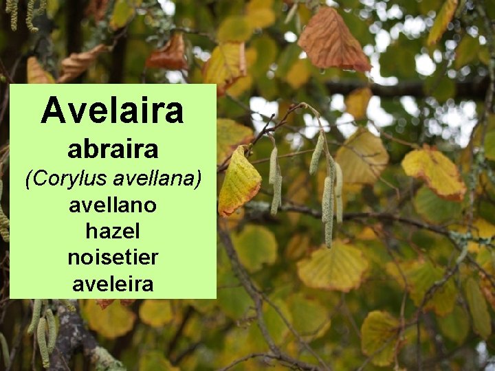 Avelaira abraira (Corylus avellana) avellano hazel noisetier aveleira 