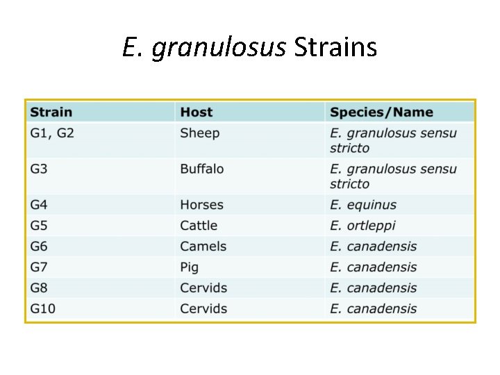 E. granulosus Strains 