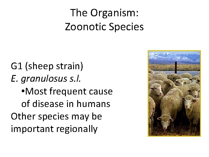 The Organism: Zoonotic Species G 1 (sheep strain) E. granulosus s. l. • Most