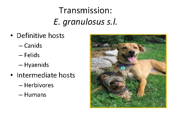 Transmission: E. granulosus s. l. • Definitive hosts – Canids – Felids – Hyaenids