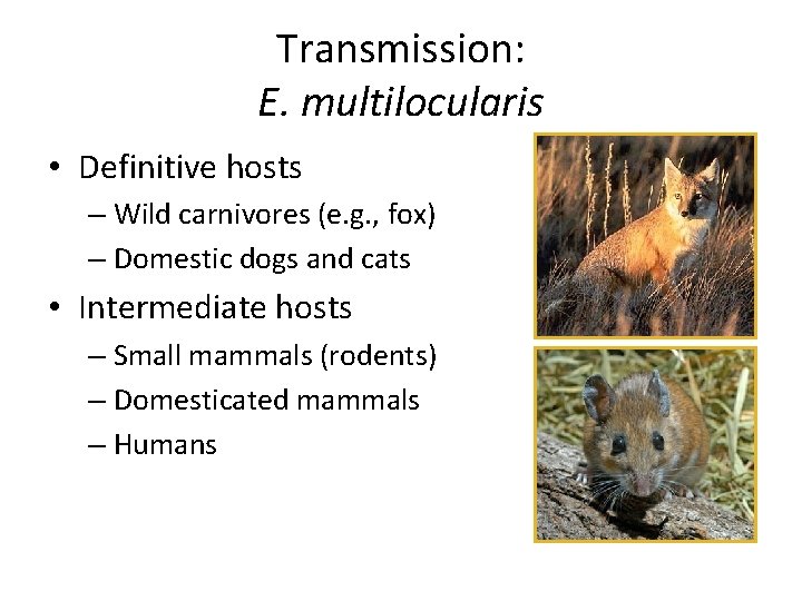 Transmission: E. multilocularis • Definitive hosts – Wild carnivores (e. g. , fox) –