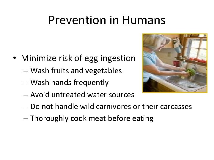Prevention in Humans • Minimize risk of egg ingestion – Wash fruits and vegetables