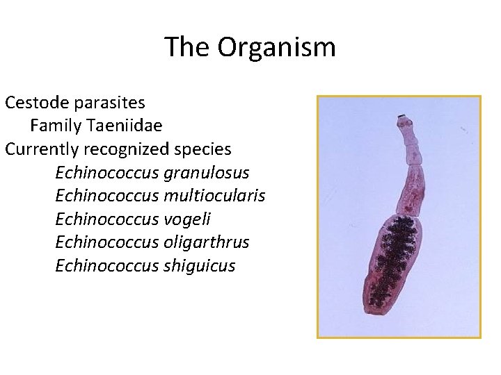 The Organism Cestode parasites Family Taeniidae Currently recognized species Echinococcus granulosus Echinococcus multiocularis Echinococcus