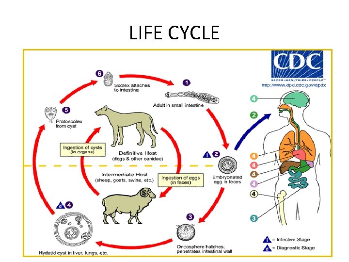 LIFE CYCLE 