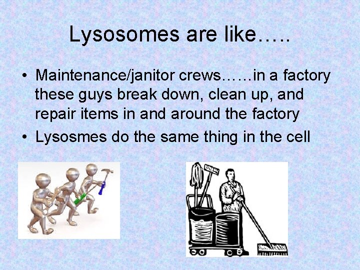 Lysosomes are like…. . • Maintenance/janitor crews……in a factory these guys break down, clean Lysosomes are like…. . • Maintenance/janitor crews……in a factory these guys break down, clean