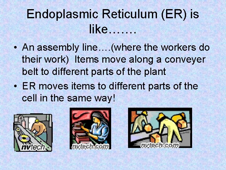 Endoplasmic Reticulum (ER) is like……. • An assembly line…. (where the workers do their Endoplasmic Reticulum (ER) is like……. • An assembly line…. (where the workers do their