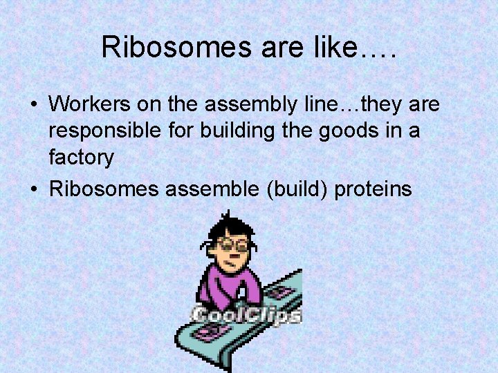Ribosomes are like…. • Workers on the assembly line…they are responsible for building the Ribosomes are like…. • Workers on the assembly line…they are responsible for building the