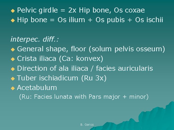 Pelvic girdle = 2 x Hip bone, Os coxae u Hip bone = Os