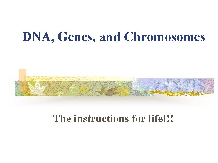 DNA, Genes, and Chromosomes The instructions for life!!! 