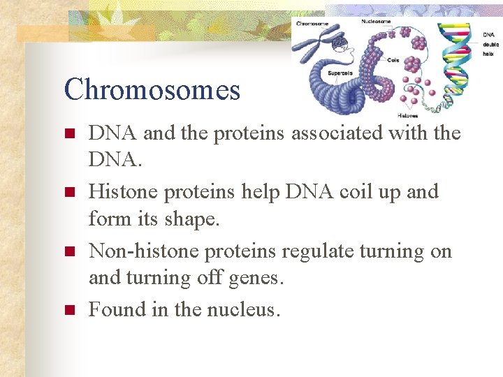 Chromosomes n n DNA and the proteins associated with the DNA. Histone proteins help