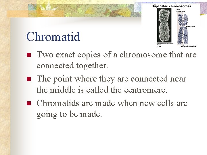 Chromatid n n n Two exact copies of a chromosome that are connected together.