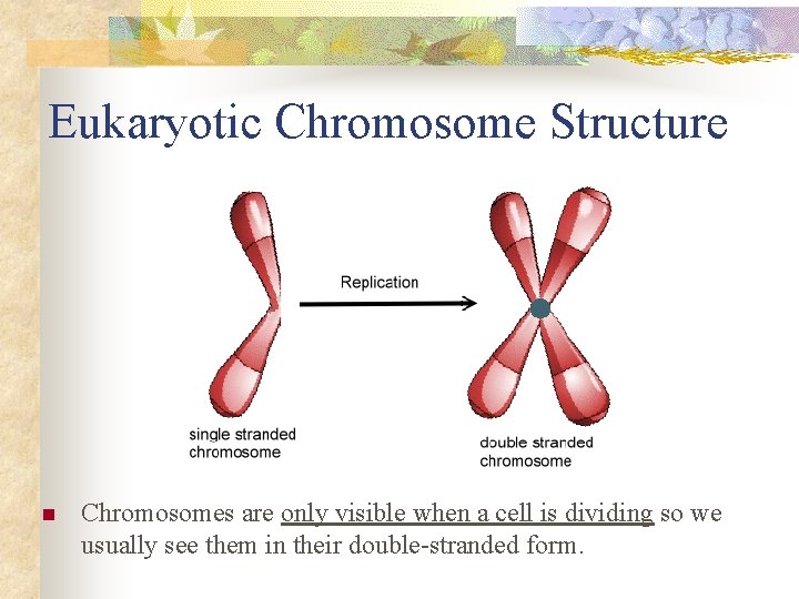 Eukaryotic Chromosome Structure n Chromosomes are only visible when a cell is dividing so