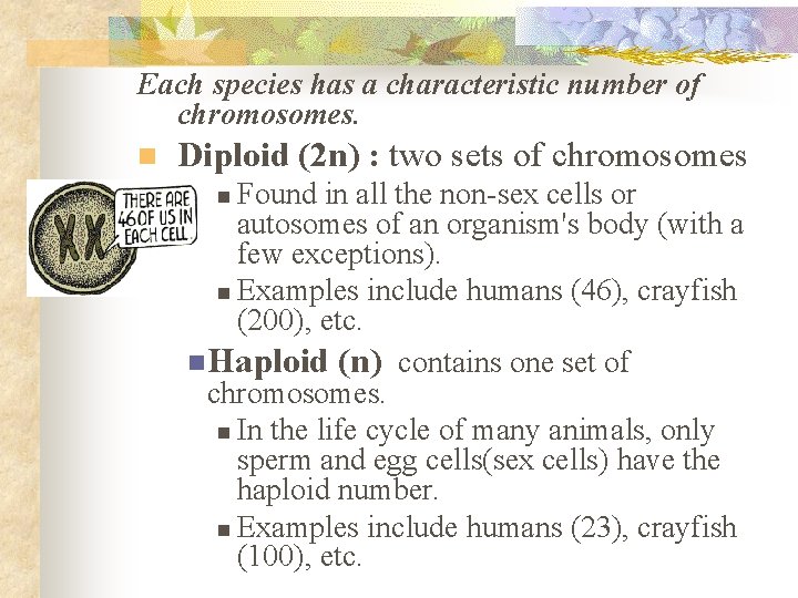 Each species has a characteristic number of chromosomes. n Diploid (2 n) : two