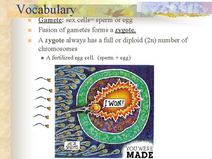 Vocabulary n n n Gamete: sex cells= sperm or egg Fusion of gametes forms