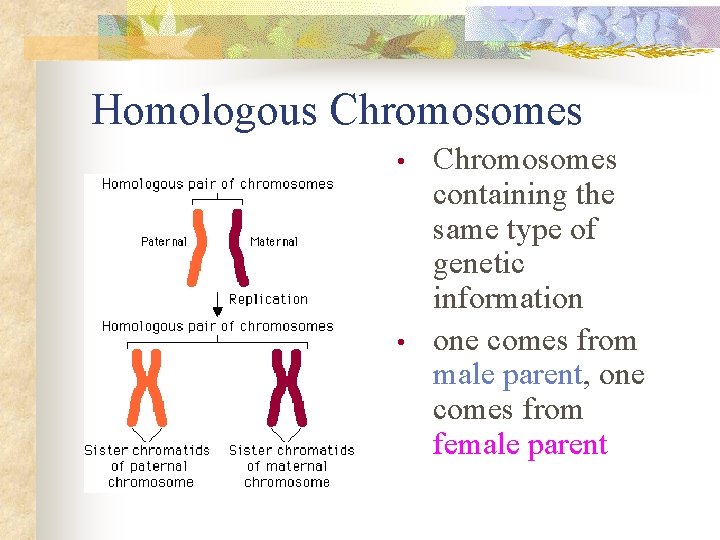 Homologous Chromosomes • • Chromosomes containing the same type of genetic information one comes