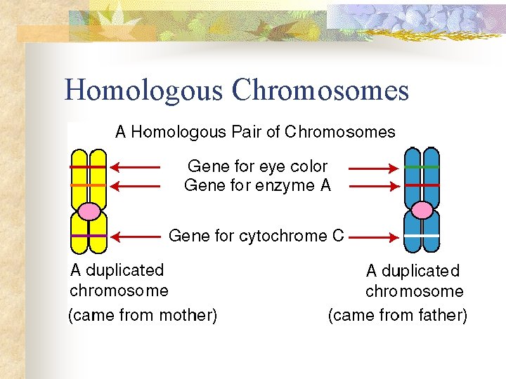Homologous Chromosomes 