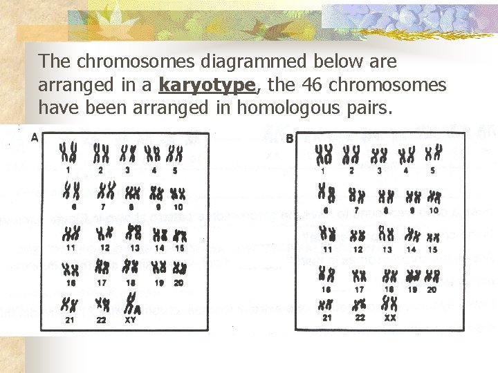 The chromosomes diagrammed below are arranged in a karyotype, the 46 chromosomes have been