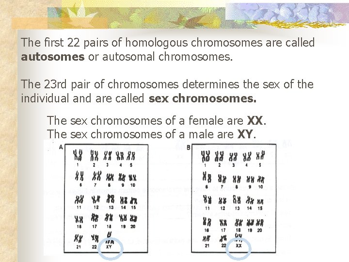 The first 22 pairs of homologous chromosomes are called autosomes or autosomal chromosomes. The