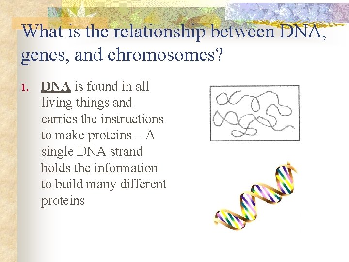 What is the relationship between DNA, genes, and chromosomes? 1. DNA is found in